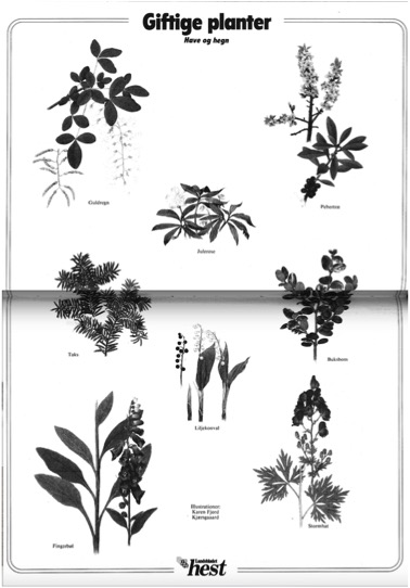 Karen K. miniplakat giftige planter