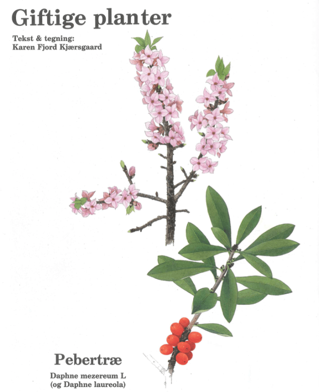 karen-kjaersgaard-pebertrae