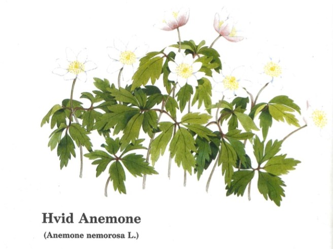 thumb_karen-kjaersgaard-anemone_1024