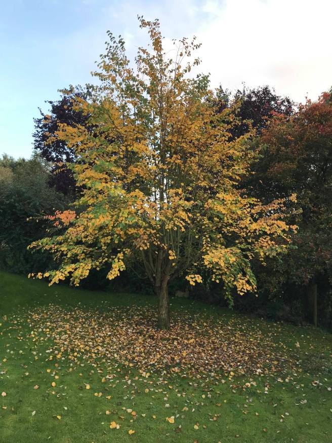 71525581_403810526984305_1602203215804235776_n